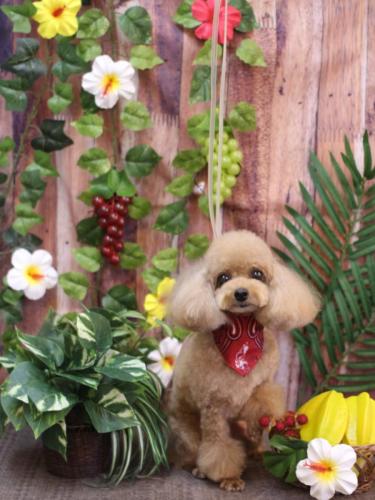 20230822ココちゃん